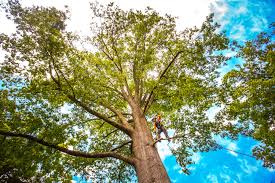 How Our Tree Care Process Works  in  Holt, AL